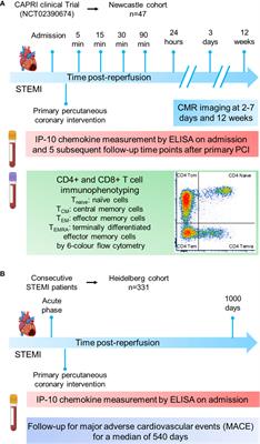 Effector T cell chemokine IP-10 predicts cardiac recovery and clinical outcomes post-myocardial infarction